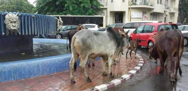 La rue des vaches© Malick MBOW